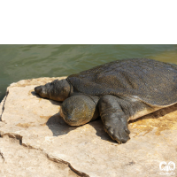 گونه لاکپشت فراتی Mesopotamian Softshell Turtle